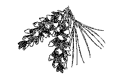 {{Line art of pine cones}}