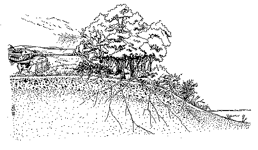{{Line art of



tree and roots in ground}}
