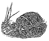 {{Line art of turtle on a log}}